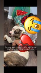Lost Male Dog last seen Jefferson ave, Brentwood, NY 11717