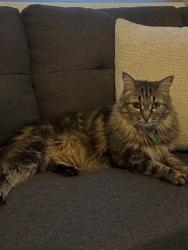 Reunited Unknown Cat last seen Near Roome Rd, Towaco, NJ 07082, USA, Montville, NJ 07082