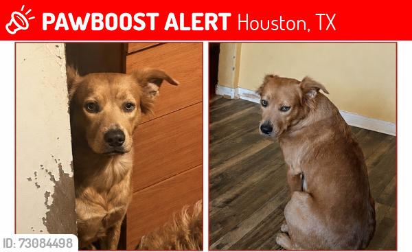 Lost Female Dog last seen park village dr and sandrock, Houston, TX 77048