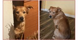 Lost Female Dog last seen park village dr and sandrock, Houston, TX 77048
