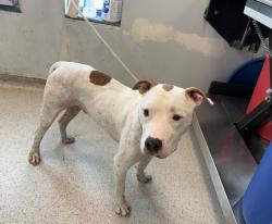 Shelter Stray Male Dog last seen Near E 189th Street, BRONX, NY, 10458, 326 E 110th St, New York, NY 10029, USA