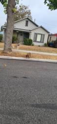 Found/Stray Female Dog last seen San Bernardino ave & N Towne ave, Pomona, CA 91767