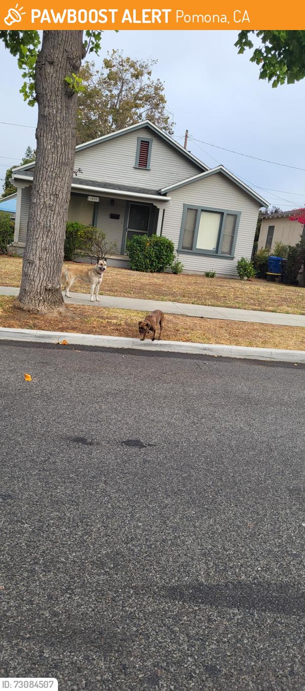 Found/Stray Female Dog last seen San Bernardino ave & N Towne ave, Pomona, CA 91767