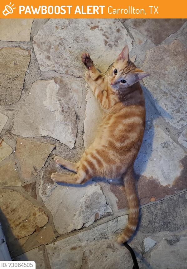 Found/Stray Male Cat last seen Near Sheraton Drive alleyway, Carrollton, TX 75007