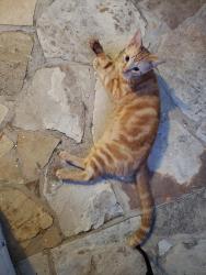 Found/Stray Male Cat last seen Near Sheraton Drive alleyway, Carrollton, TX 75007