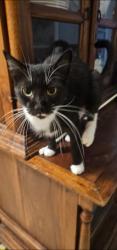 Lost Female Cat last seen Sunset blvd, Jensen Beach, FL 34957