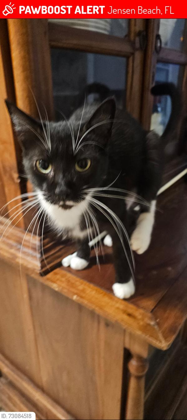 Lost Female Cat last seen Sunset blvd, Jensen Beach, FL 34957
