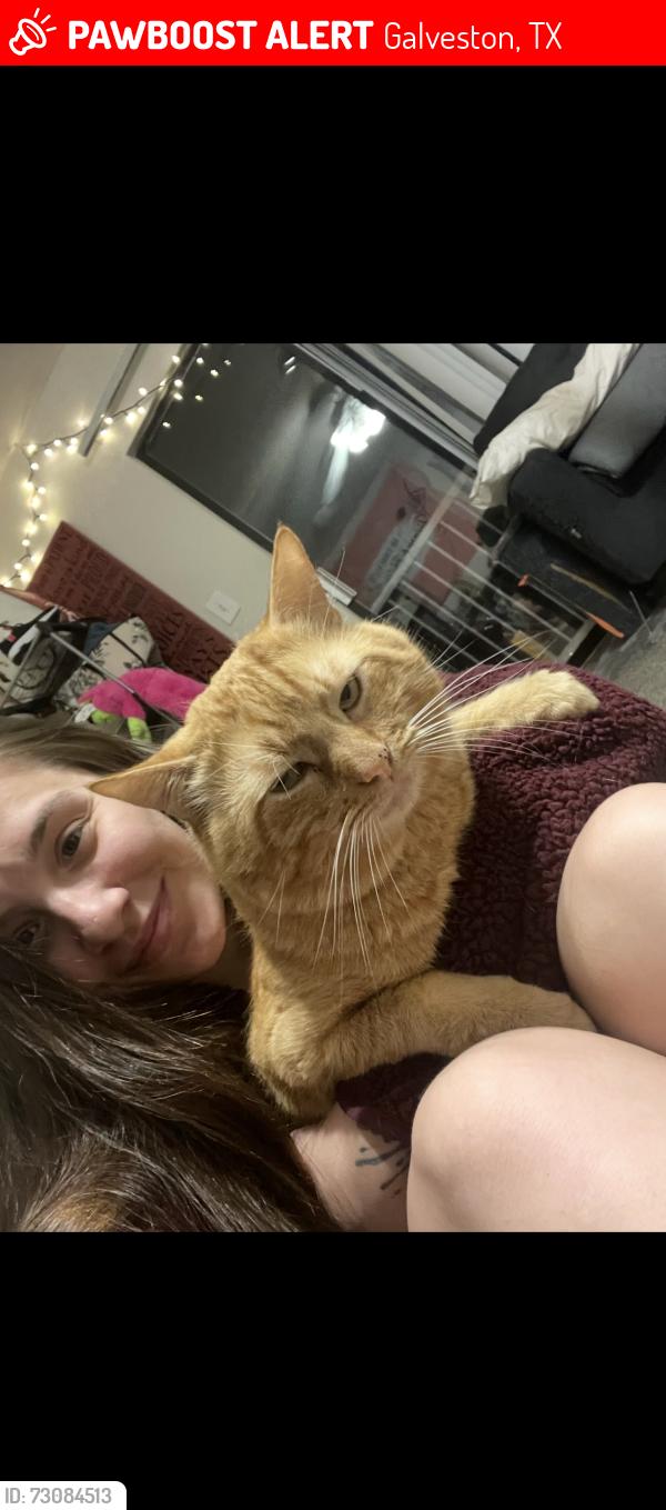 Lost Male Cat last seen Cove view & Stewart road, Galveston, TX 77554