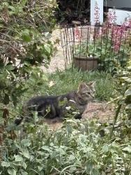 Found/Stray Unknown Cat last seen Applecross, Cary, NC 27511