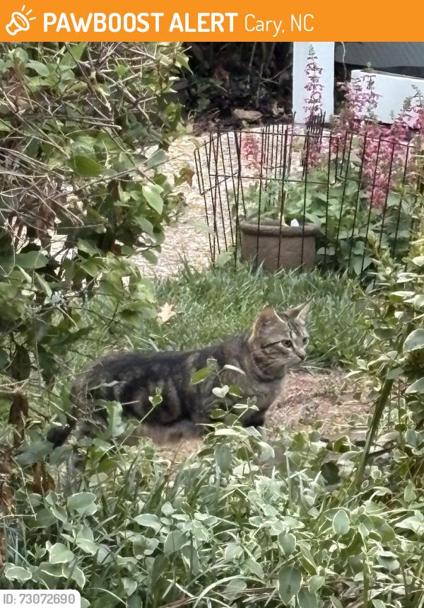 Found/Stray Unknown Cat last seen Applecross, Cary, NC 27511