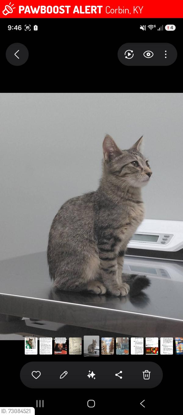 Lost Male Cat last seen Near woods pointe, Corbin, KY 40701