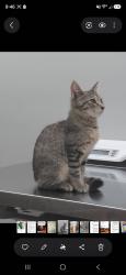 Lost Male Cat last seen Near woods pointe, Corbin, KY 40701