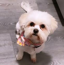 Reunited Female Dog last seen John Phelan and pelicano, El Paso, TX 79936