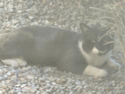 Found/Stray Male Cat last seen San Mateo and Comanche, Albuquerque, NM 87110