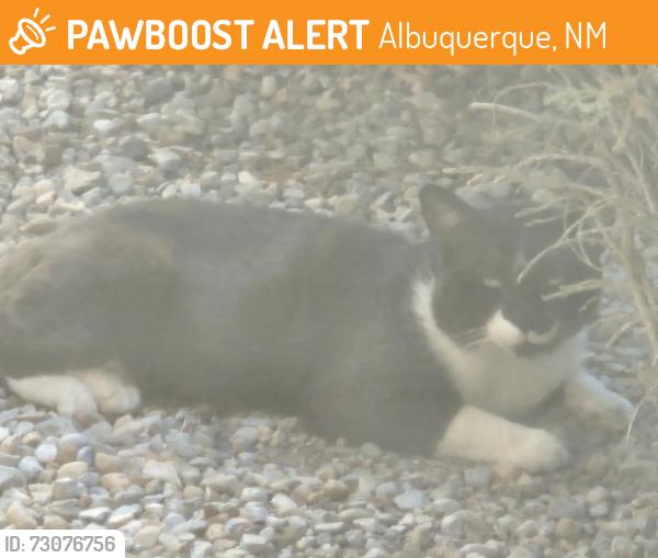 Found/Stray Male Cat last seen San Mateo and Comanche, Albuquerque, NM 87110