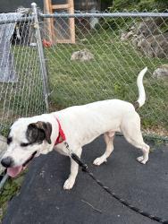 Reunited Male Dog last seen Found him walking down the main road very sweeet dog, Kingsport, TN 37664