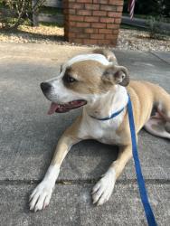 Reunited Female Dog last seen Near Birmingham Hwy, Alpharetta, GA 30004, USA, Alpharetta, GA 30004