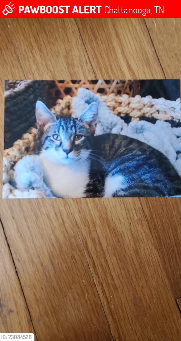 Lost Male Cat last seen Near Hemphill, Chattanooga, TN 37411