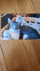 Lost Male Cat last seen Near Hemphill, Chattanooga, TN 37411