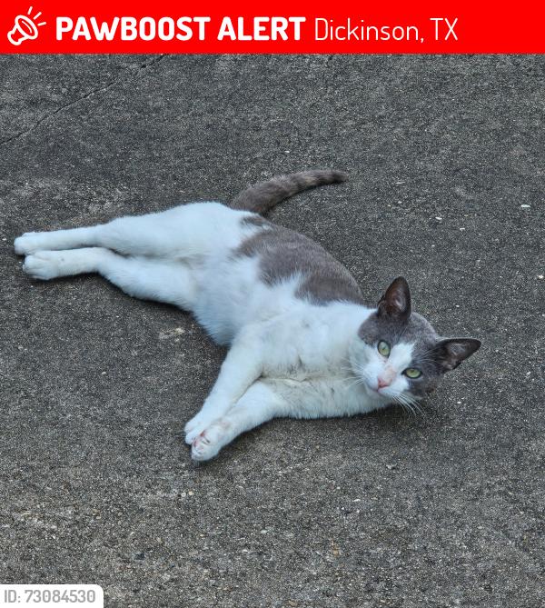 Lost Male Cat last seen 31st St & Colorado, Dickinson, TX 77539