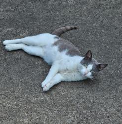 Lost Male Cat last seen 31st St & Colorado, Dickinson, TX 77539