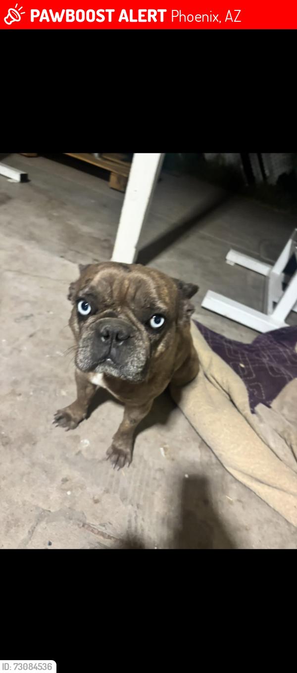 Lost Female Dog last seen 19ave & southern, Phoenix, AZ 85041