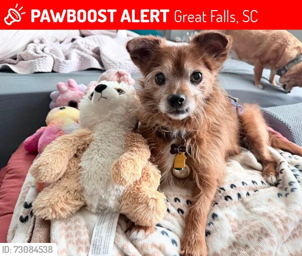 Lost Male Dog last seen Argonne ave great falls, Great Falls, SC 29055