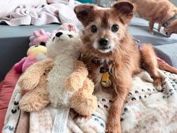 Lost Male Dog last seen Argonne ave great falls, Great Falls, SC 29055