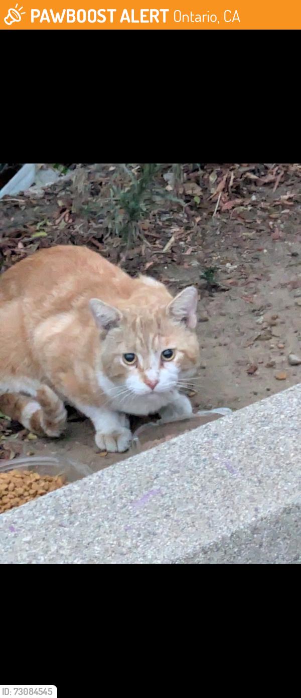 Found/Stray Unknown Cat last seen Mountain Ave, Ontario, CA 91761
