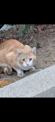 Found/Stray Unknown Cat last seen Mountain Ave, Ontario, CA 91761