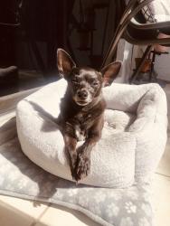 Lost Male Dog last seen Near NW Tenth Ave North Miami, FL 33168 United States, North Miami, FL 33168