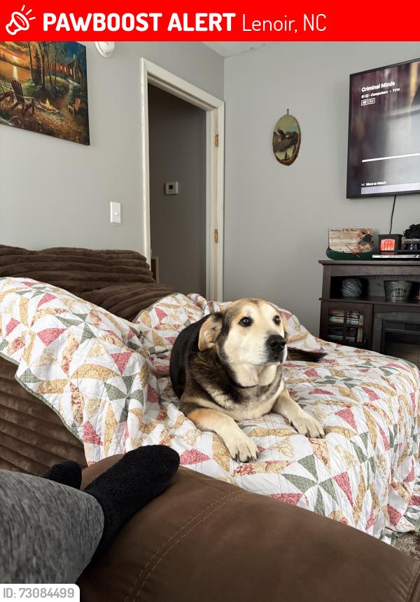 Lost Male Dog last seen Chubbys of Baton on Connelly Springs Rd, Lenoir, NC 28645