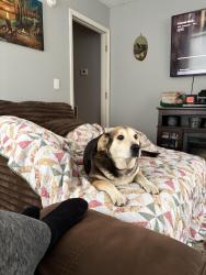 Lost Male Dog last seen Chubbys of Baton on Connelly Springs Rd, Lenoir, NC 28645
