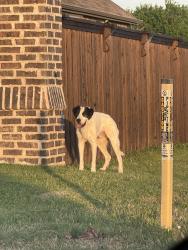 Found/Stray Male Dog last seen Pentridge dr, Sherman, TX 75092