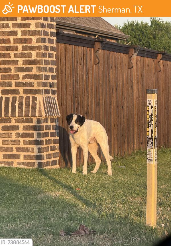 Found/Stray Male Dog last seen Pentridge dr, Sherman, TX 75092