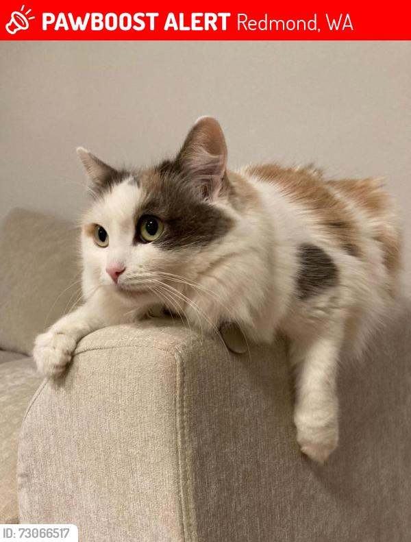 Lost Female Cat last seen Redmond Ridge, 228th Way NE and 91st Way, Redmond, WA 98053