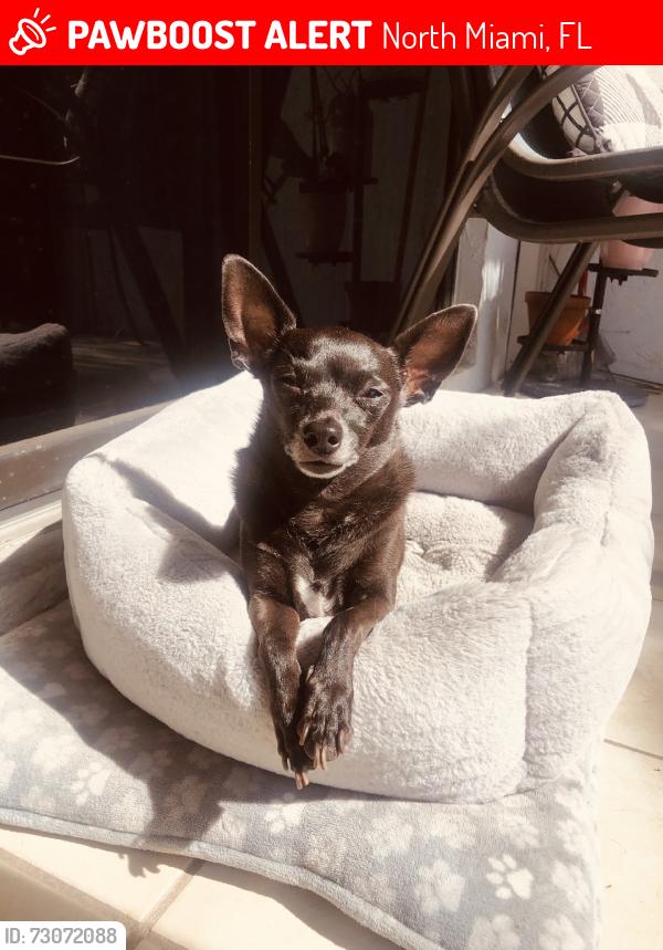 Lost Male Dog last seen Near NW Tenth Ave North Miami, FL 33168 United States, North Miami, FL 33168