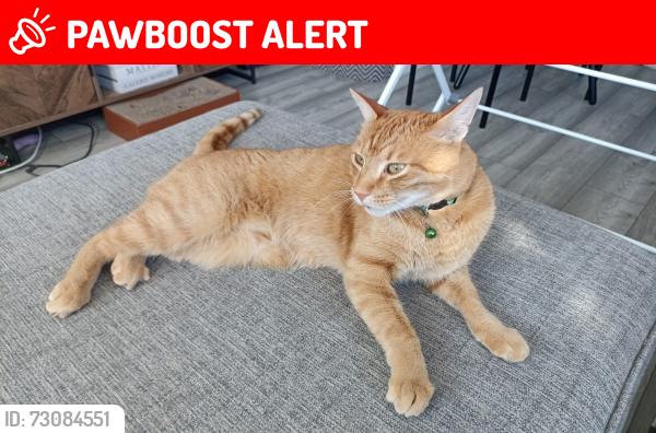 Lost Male Cat last seen Near Meredith Drive Aylesbury/Buckinghamshire HP19 8NJ, Buckinghamshire, England HP19