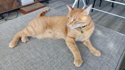 Lost Male Cat last seen Near Meredith Drive Aylesbury/Buckinghamshire HP19 8NJ, Buckinghamshire, England HP19
