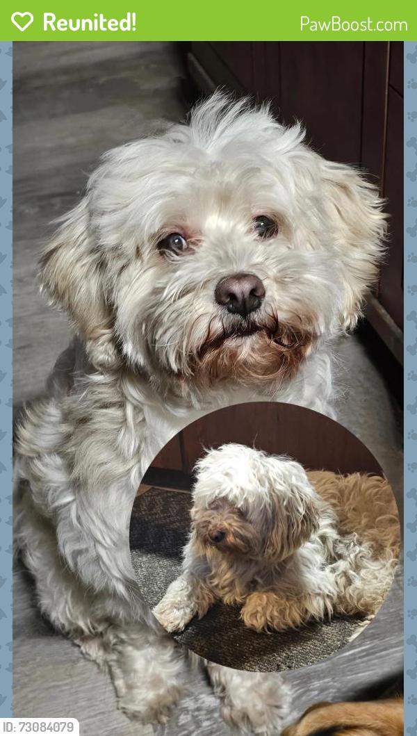 Reunited Male Dog last seen Lincoln and 7th, Michigan City, Michigan City, IN 46360