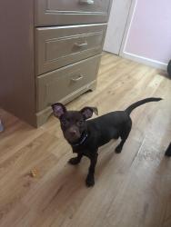 Found/Stray Female Dog last seen Green chase ln, Remington Ranch, TX 77073