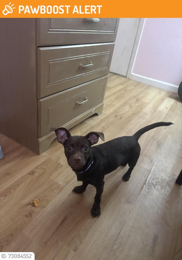 Found/Stray Female Dog last seen Green chase ln, Remington Ranch, TX 77073