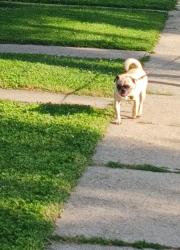 Reunited Female Dog last seen Spaulding and Kedzie , Chicago, IL 60632
