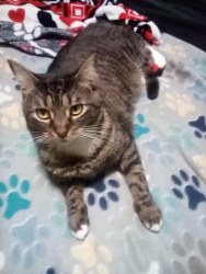 Reunited Female Cat last seen Parkside Drive, Suffern NY, Suffern, NY 10901