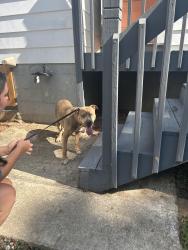 Reunited Male Dog last seen Near Poinsett Hwy Greenville, SC 29609 United States, Greenville, SC 29609