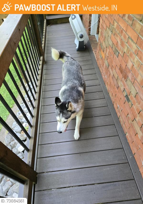 Found/Stray Female Dog last seen Selzer Road, Westside, IN 47712