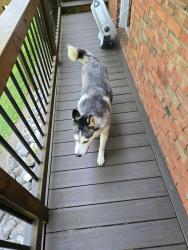Found/Stray Female Dog last seen Selzer Road, Westside, IN 47712