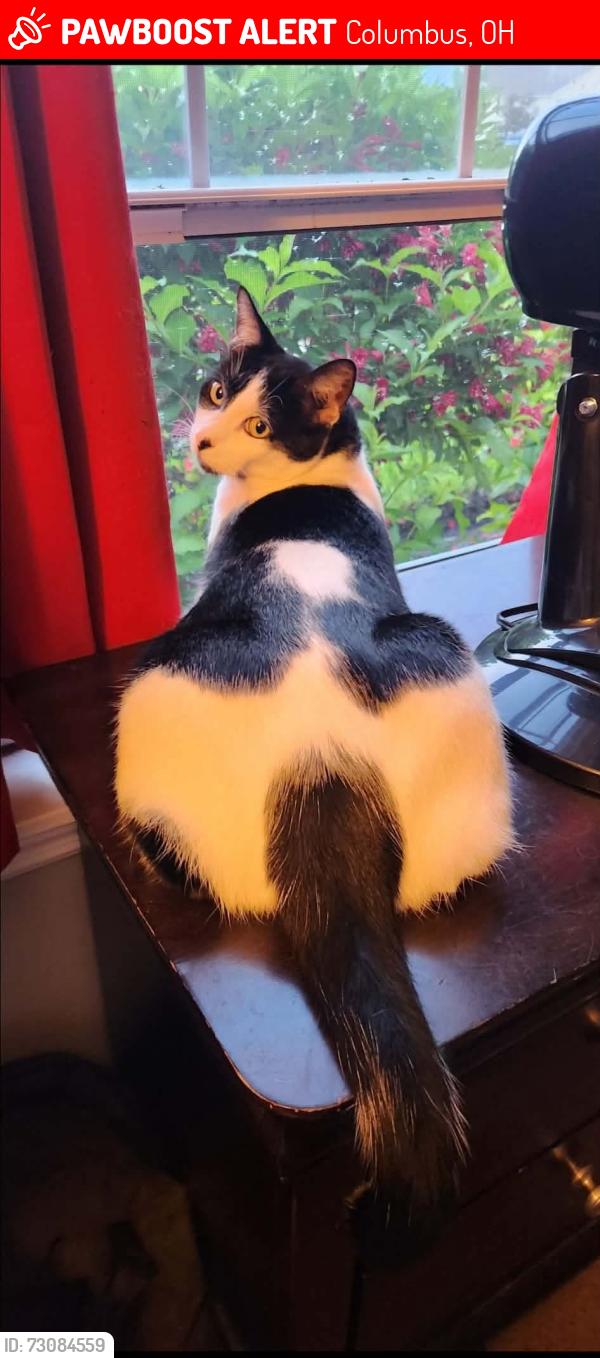 Lost Male Cat last seen Feder Rd, Columbus, OH 43228