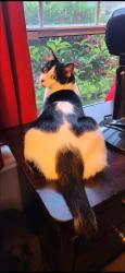 Lost Male Cat last seen Feder Rd, Columbus, OH 43228