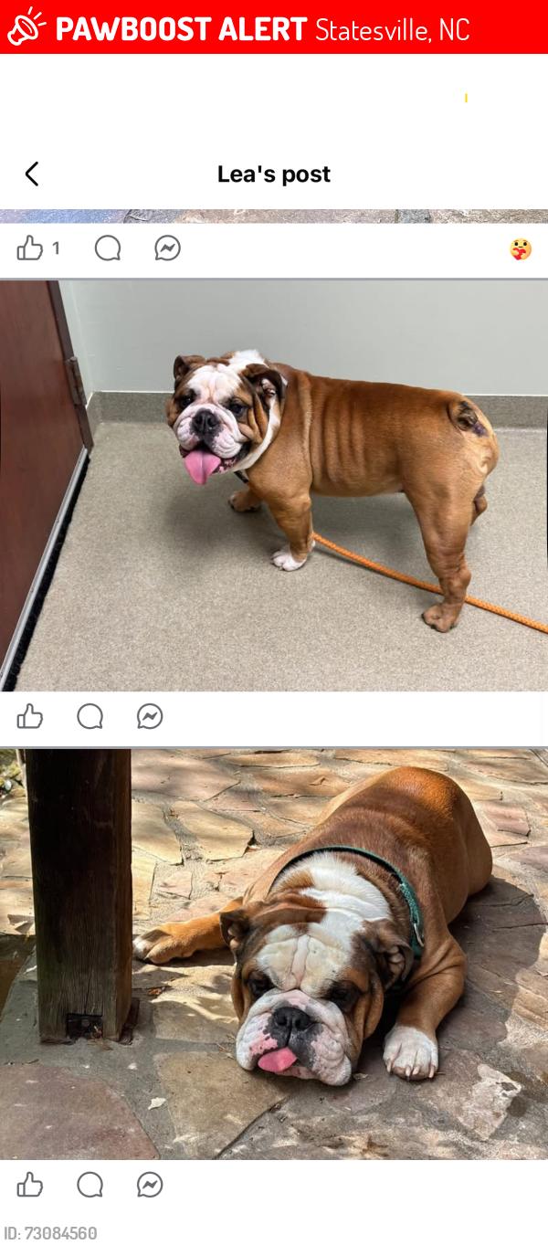 Lost Male Dog last seen Zircon dr and titanium dr, Statesville, NC 28625